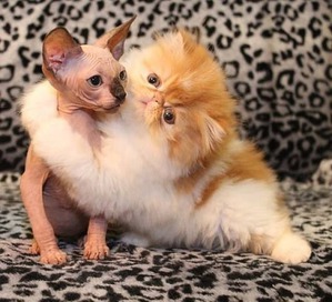 ����: �������� � �������� ���������)))