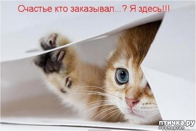 ���� 1: �����������: ��� ����������, ����� ��� ����!