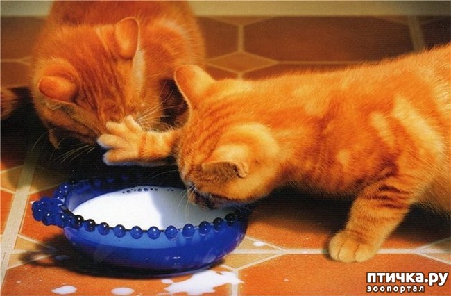 ���� 6: �����������: ��� ����������, ����� ��� ����!