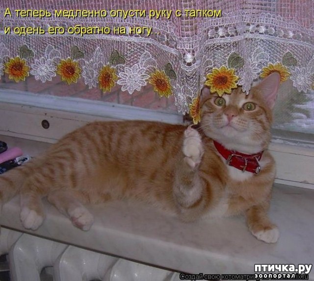 ���� 11: �����������: ��� ����������, ����� ��� ����!