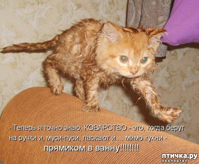 ���� 12: �����������: ��� ����������, ����� ��� ����!