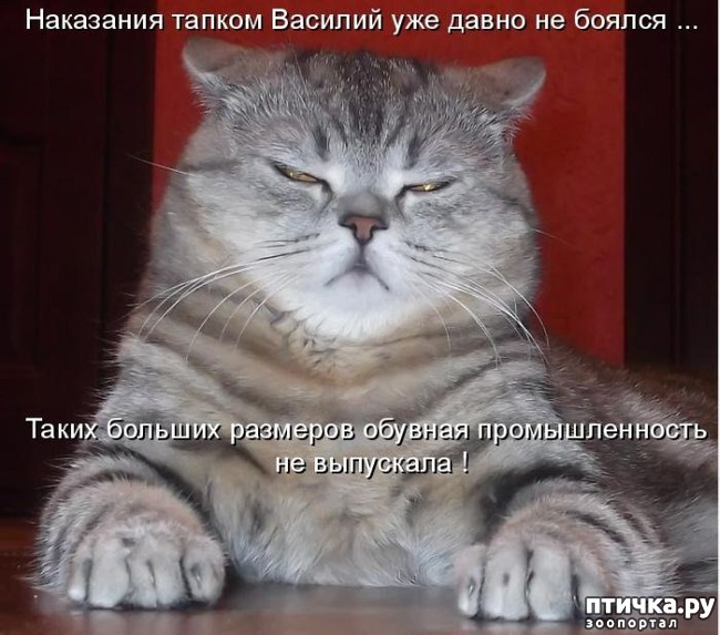 ���� 15: �����������: ��� ����������, ����� ��� ����!