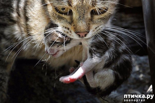 ���� 1: �����