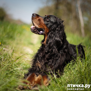 ����: ���������� ������������ ������� (�������). ���������� � �����������.