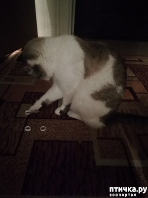 ����: ��������.