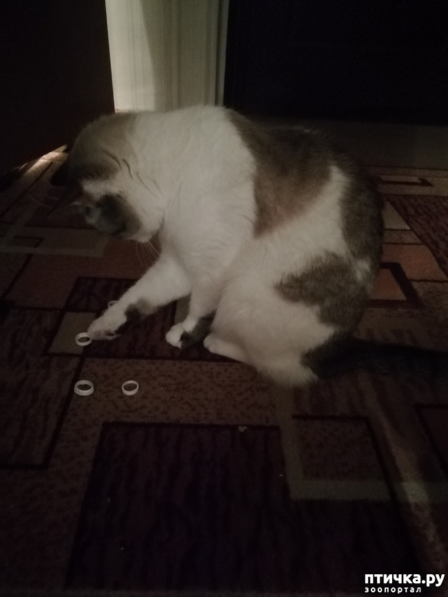 ���� 1: ��������.