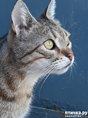 ����: ������������ � ��������� ���������. ������� �������