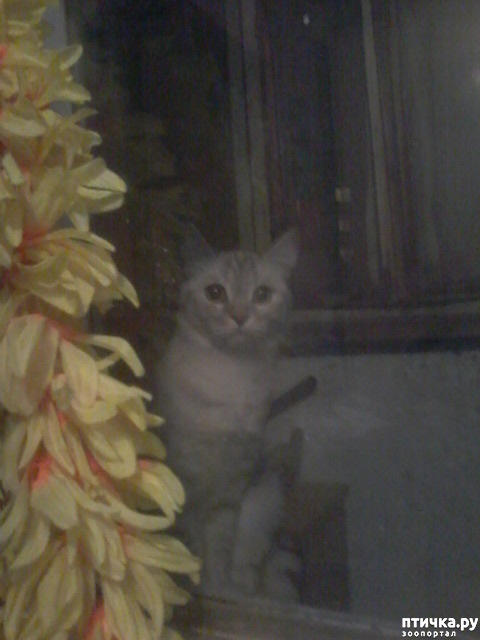 ���� 2: ��������))