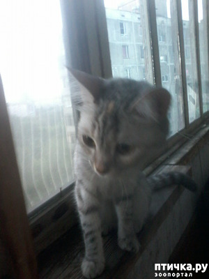 ����: ��������))