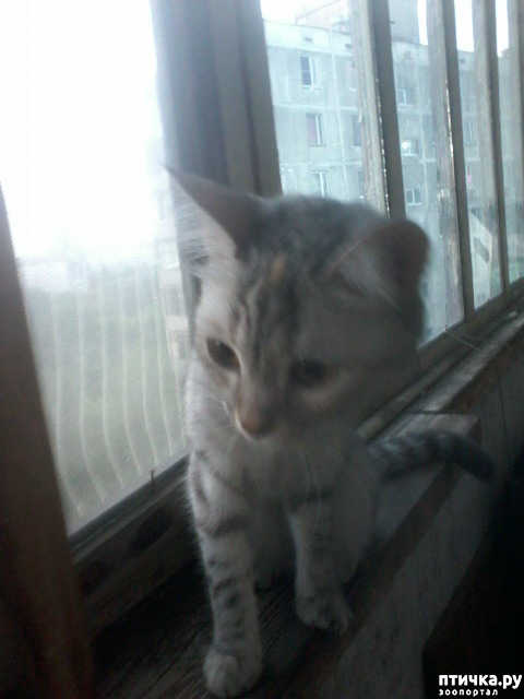 ���� 1: ��������))