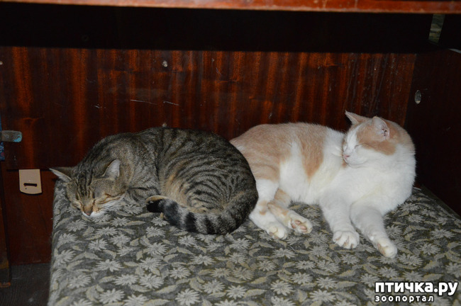 ���� 3: ������������ � ��������� ���������. ������� �������