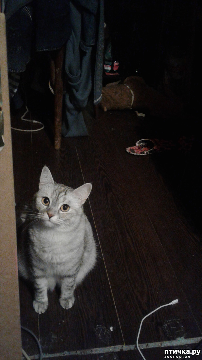 ���� 3: ��������))