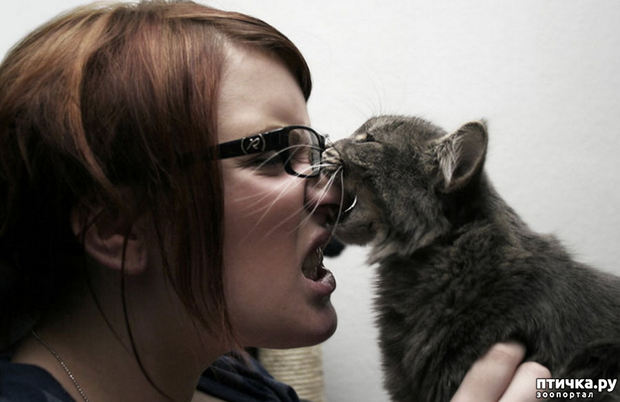 Почему кошки кусаются? — обсуждение в группе Кошки | Птичка.ру