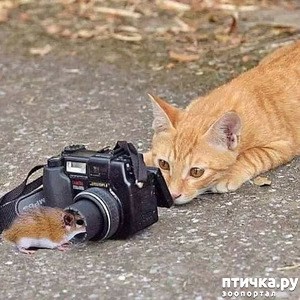 ����: �����, ������ ������� ������