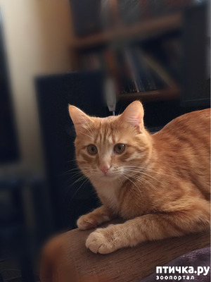 ����: ��� ������. ���������� ������.