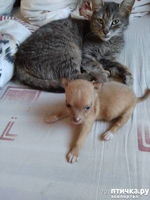 ����: ��� �������