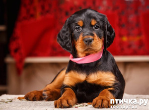 ����: ��� � ������ "������". ����������� � ���������� �������-�������