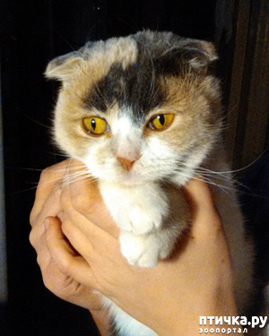 ����: ������������ � ��������� ���������. ������� ������������