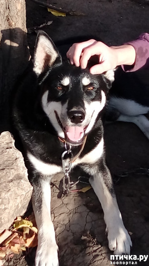 фотография: Нужна помощь фото: Нужна помощь