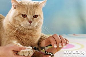 фотография: Депутатам госдумы предложили разработать закон о запрете операции по удалению когтей у кошек фото: Депутатам госдумы предложили разработать закон о запрете операции по удалению когтей у кошек