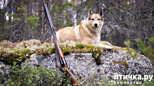 ����: �����������