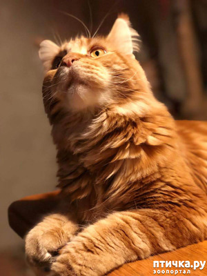 фотография: Реву второй день ( ( фото: Реву второй день ( (