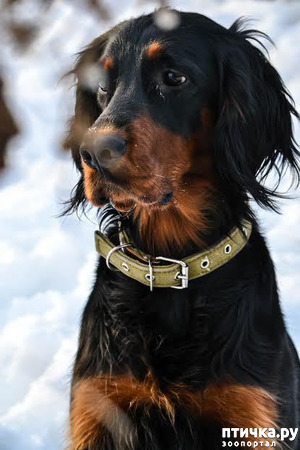 фотография: Приучение щенка к ошейнику и поводку. Дрессировка и воспитание сеттера-гордона фото: Приучение щенка к ошейнику и поводку. Дрессировка и воспитание сеттера-гордона