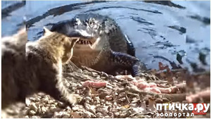 фотография: Кошка - далеко не самый слабый зверь фото: Кошка - далеко не самый слабый зверь