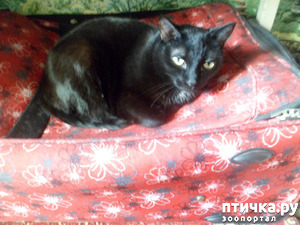 ����: ���� ����� ���� ����� �������))