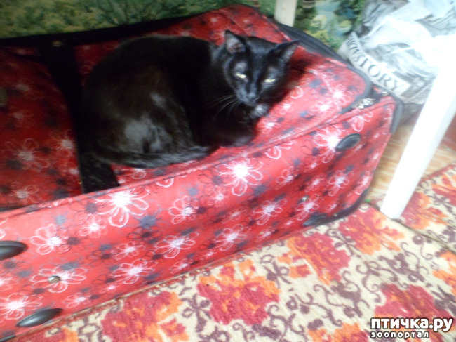 ���� 2: ���� ����� ���� ����� �������))