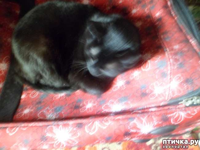 ���� 3: ���� ����� ���� ����� �������))