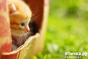 ����: �������