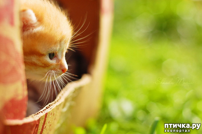 ���� 1: �������