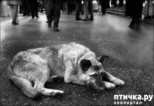 ����: ��������� ��