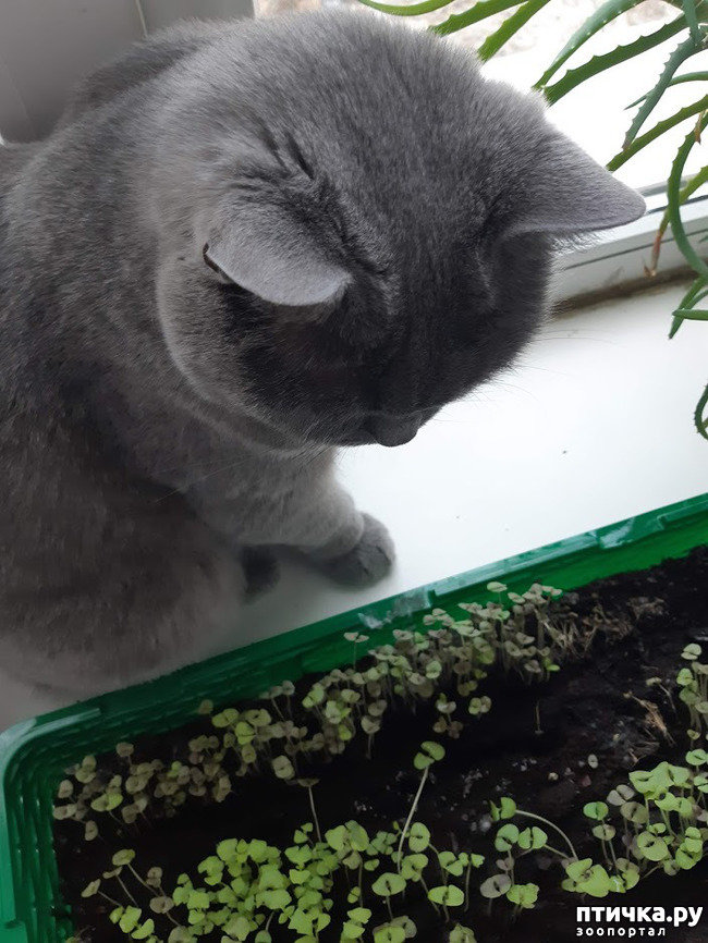 ���� 2: ����� � ������� ( ( (