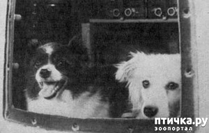 ����: ������� ���� ���