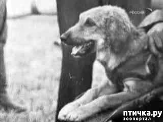 фотография 2: Первыми были они фото 2: Первыми были они