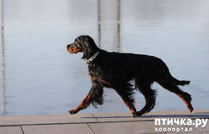 ����: ������� "������". ���������� � ����������� ������� - �������.