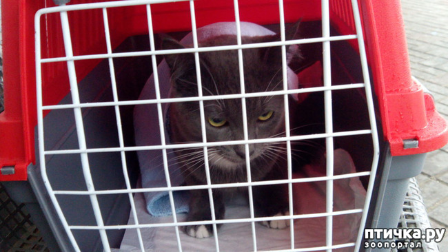 ���� 3: ��������� ����-���������