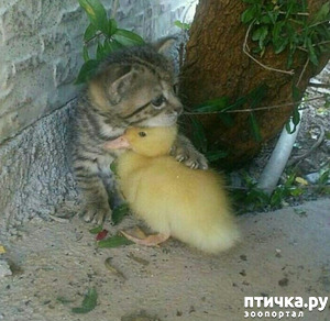 ����: ���������� �� �����.