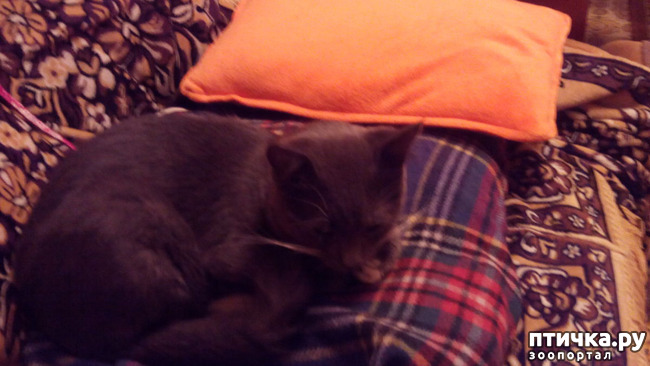 ���� 6: ��������� ����-���������