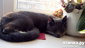 ����: ��������� ����-���������