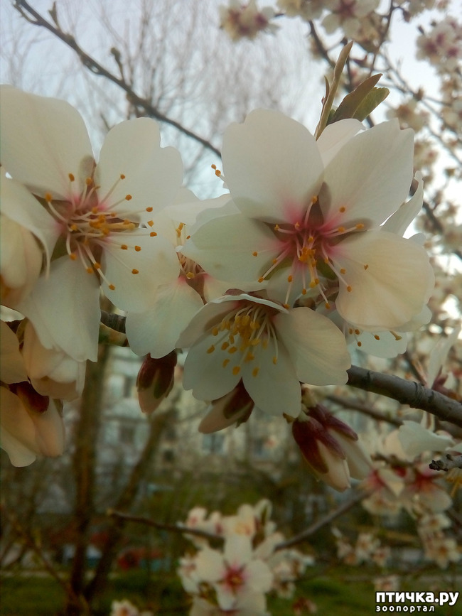 ���� 2: �����)))