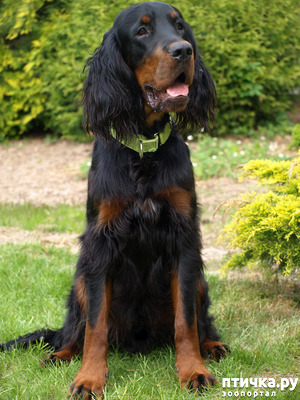 ����: ������� "������". ���������� � ����������� ������� - �������.