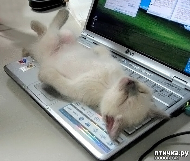 ���� 7: ��� ���, �������!!!