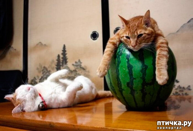 ���� 13: ��� ���, �������!!!