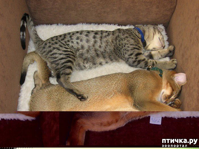 ���� 34: ��� ���, �������!!!