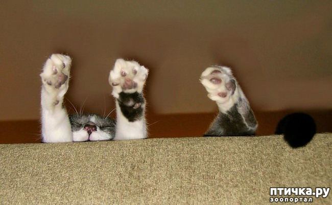 ���� 35: ��� ���, �������!!!