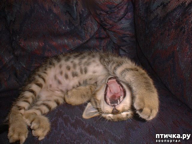 ���� 36: ��� ���, �������!!!