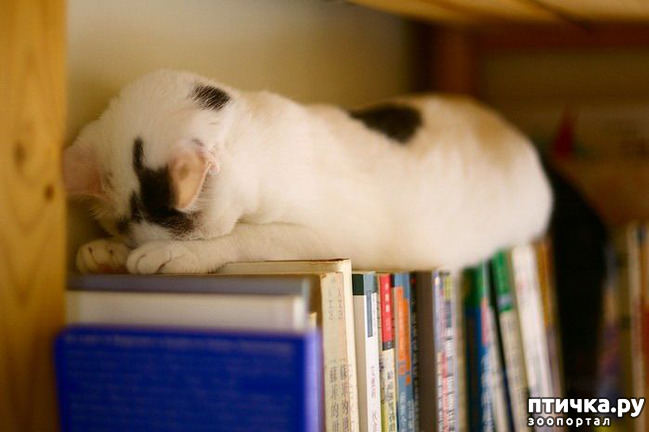 ���� 38: ��� ���, �������!!!